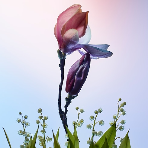 Apogée Düfte und Kosmetik Kollektionen Düfte für Damen | LOUIS VUITTON (Zoom)