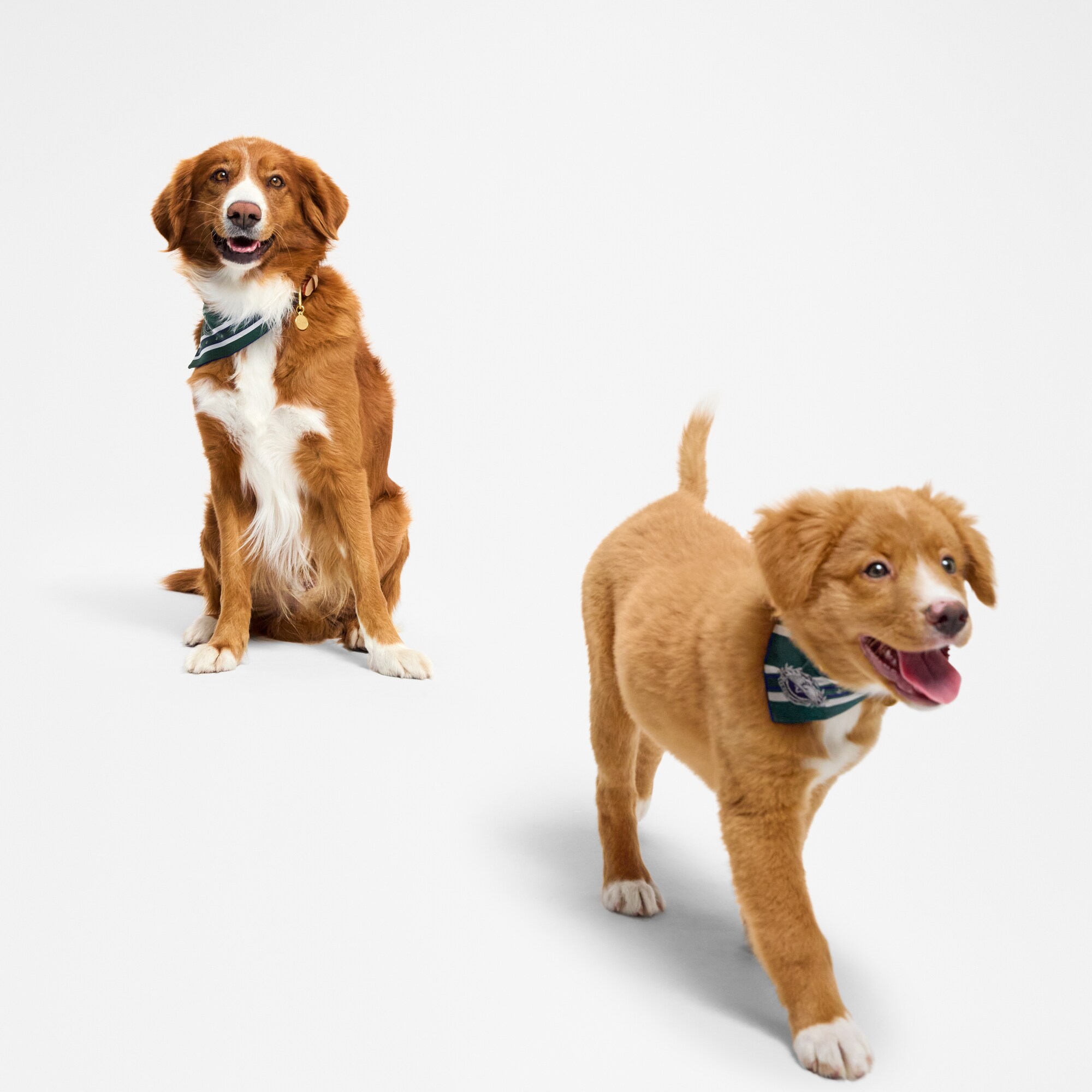 Bandana MM für Hunde  Trunks, Reisen und Wohnen Accessoires für Haustiere } | LOUIS VUITTON (Zoom)