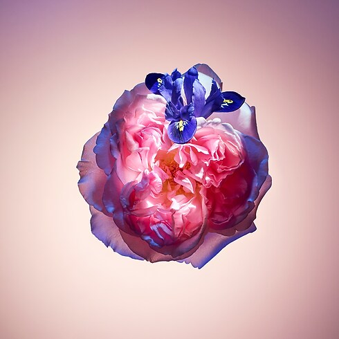 Rose des Vents Duft Düfte und Kosmetik Highlights Geschenke zum Valentinstag | LOUIS VUITTON (Zoom)